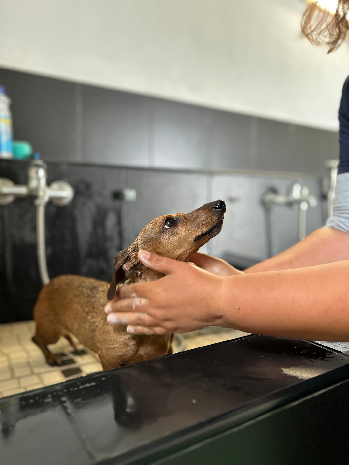 Serviço de Banho para pelo Comprido